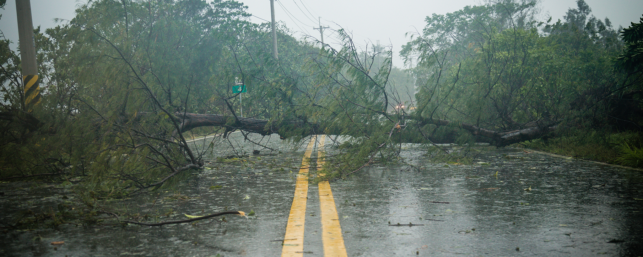 Fallen trees block a rainy road.