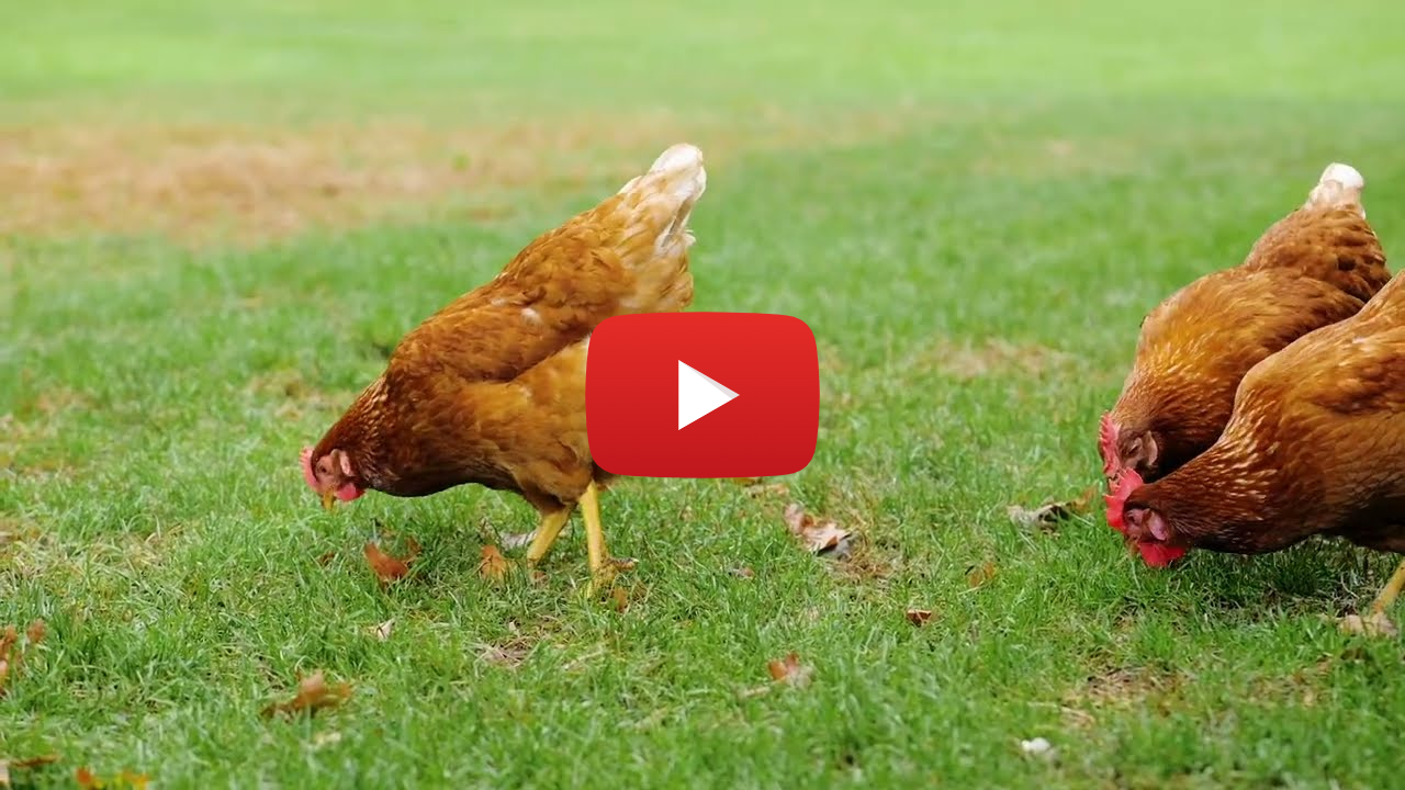 Food with Phillips Ewe View Farms 2026